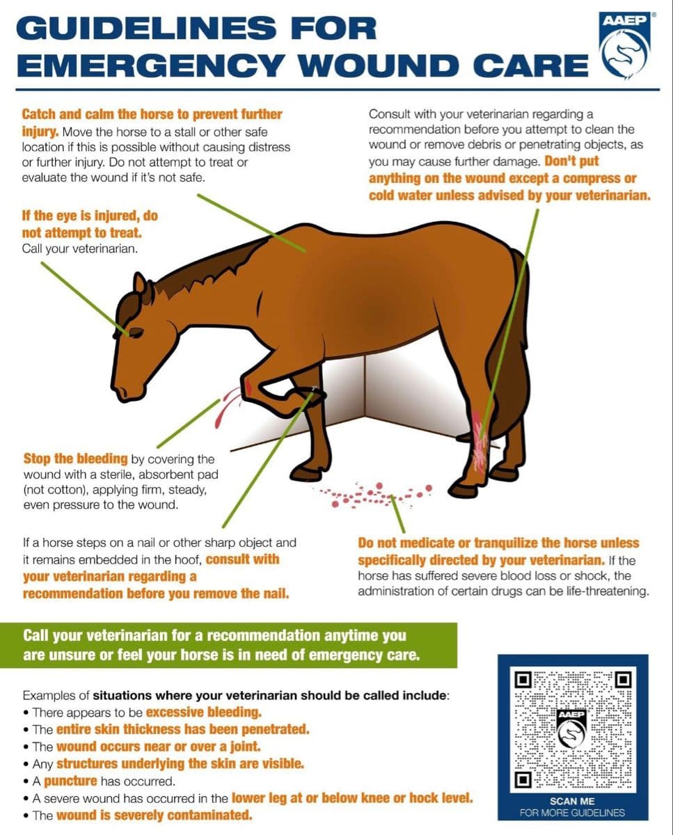 Improving Outcomes In Equine Wound Management – WDXO