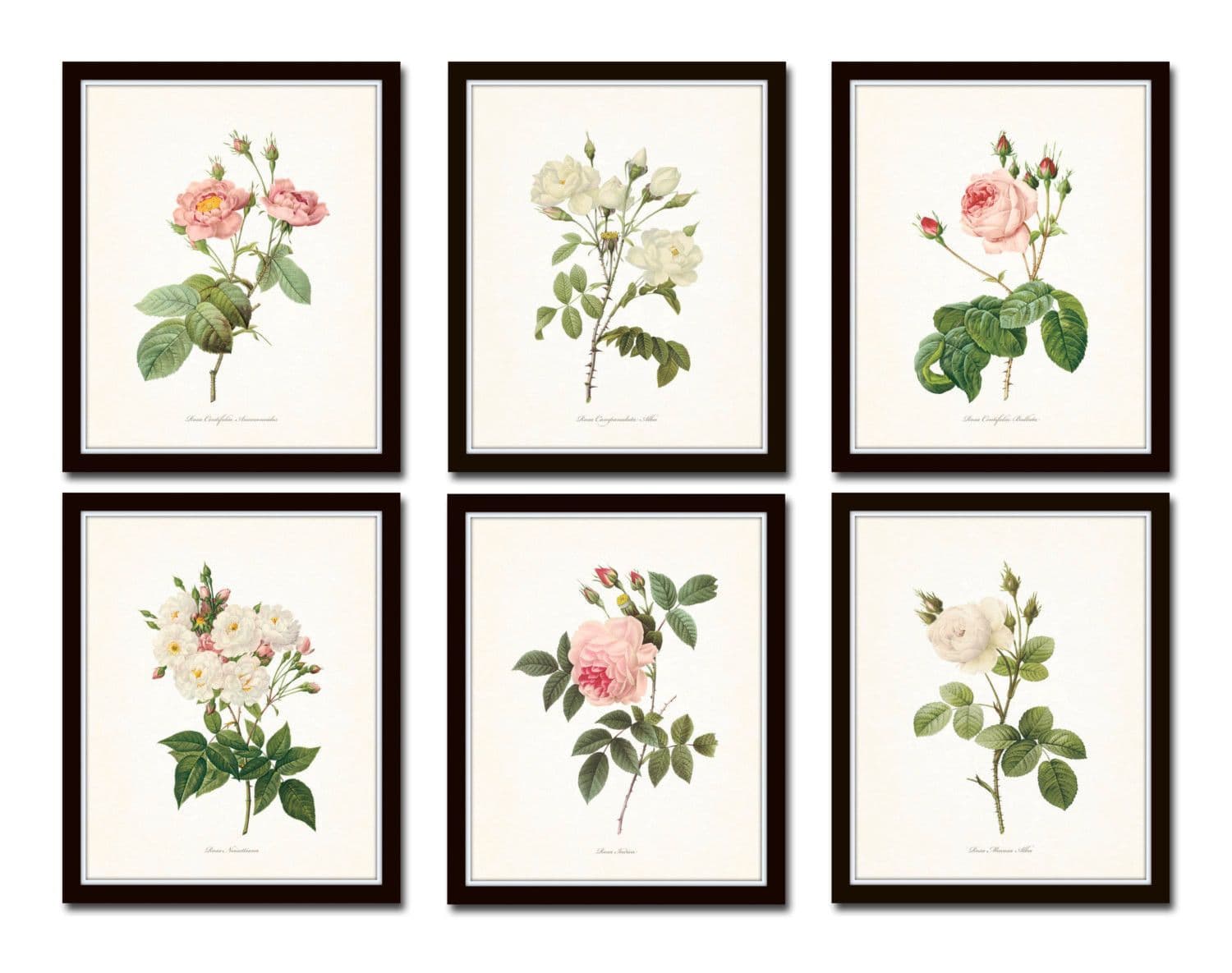 Redoute Roses Floral Botanical Print Set No. 5 - Belle Maison Art ...