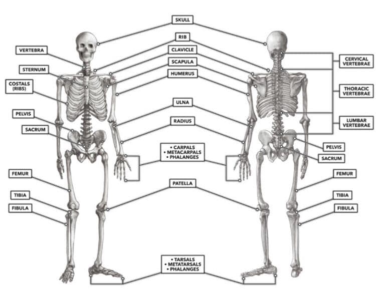Skeletal System of human body. All bones of human body in anterior and ...
