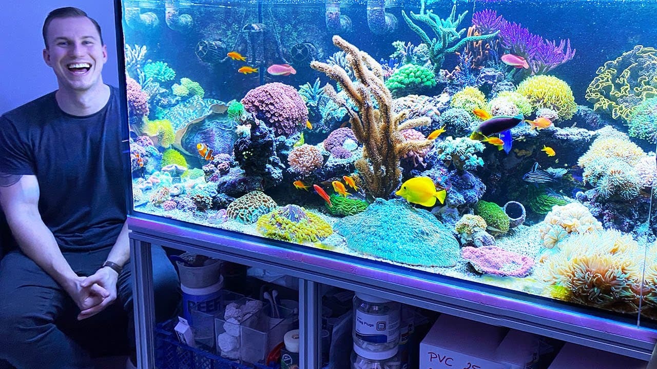 Coral Aquarium Box at Brenda Swindell blog