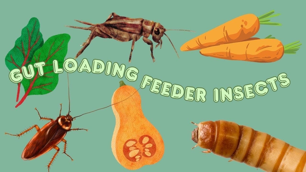 Gut Loading Feeder Insects For Your Reptiles - YouTube