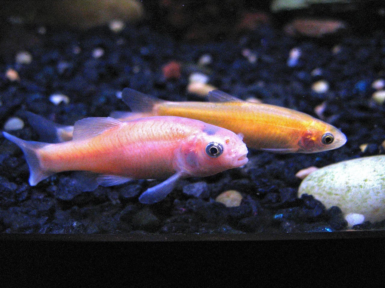 Rosy Red Minnow - The Care, Feeding and Breeding of Rosy Red Minnows ...
