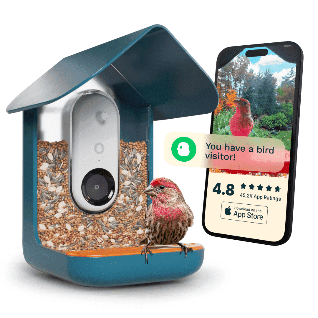 Bird Buddy Non-Solar Smart Bird Feeder with Camera and AI Bird Species ...