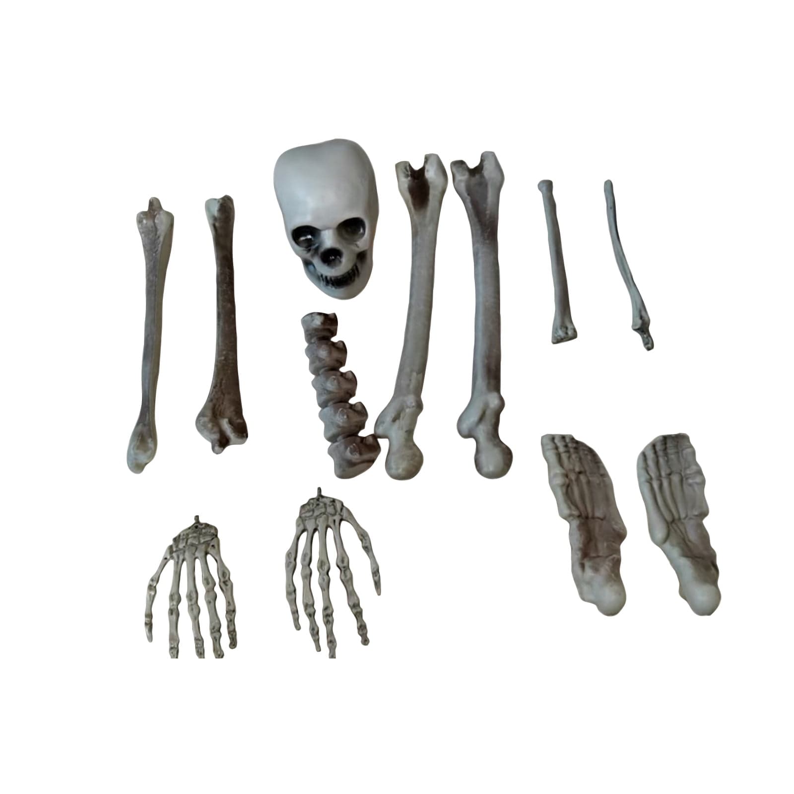 Realistic Human Skeleton Bones Set, Full Body Halloween Prop, Durable ...