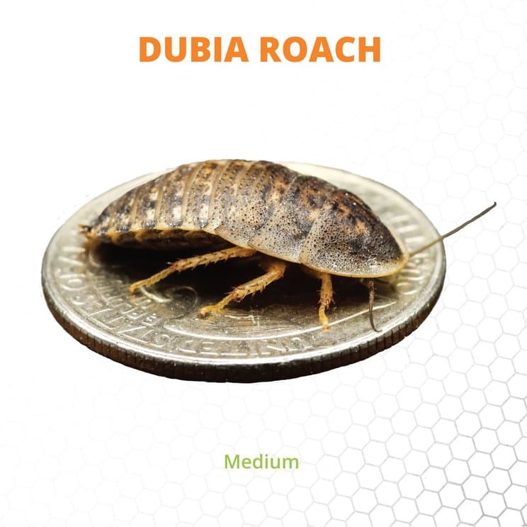 Live Dubia Roaches for Sale | Chewy