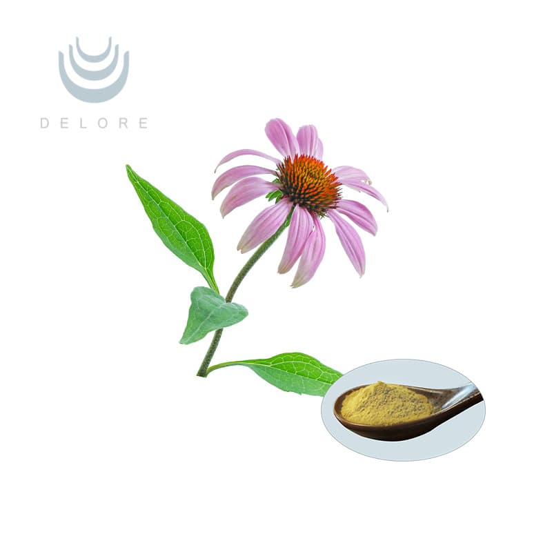 Factory Supply Echinacea Purpurea Extract Powder 10: 1 Supply Natural ...