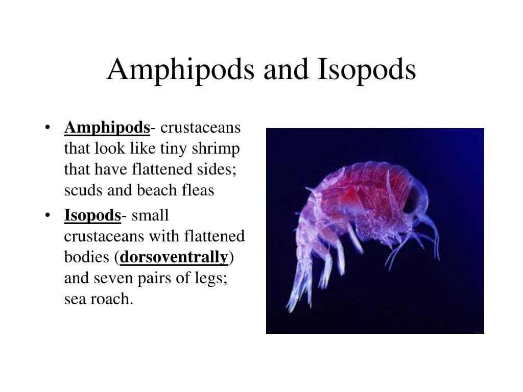 PPT - Phylum Arthropoda aka: Arthropods PowerPoint Presentation, free ...