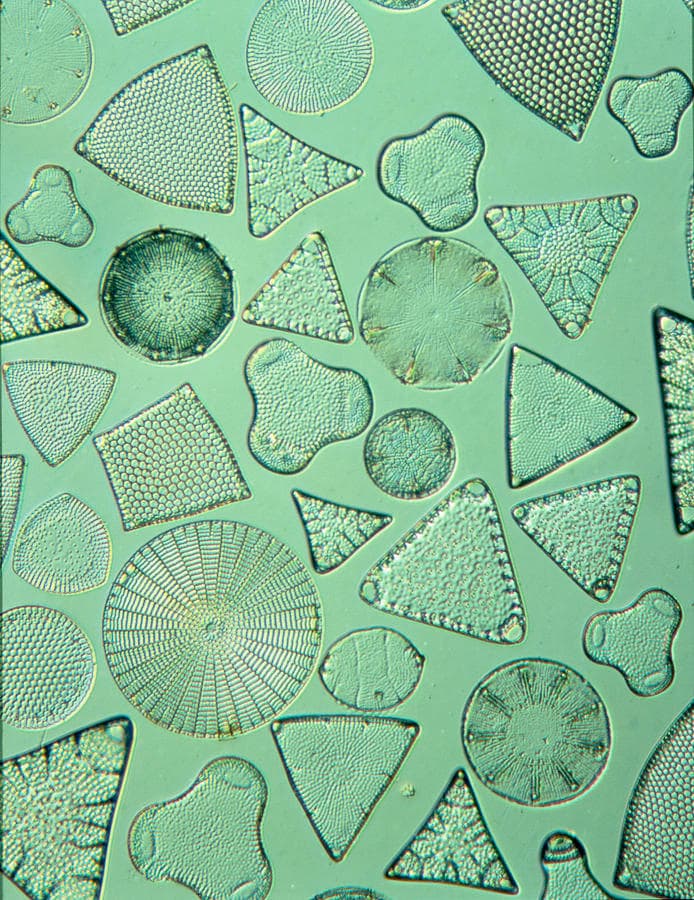 Diatoms by Science Photo Library