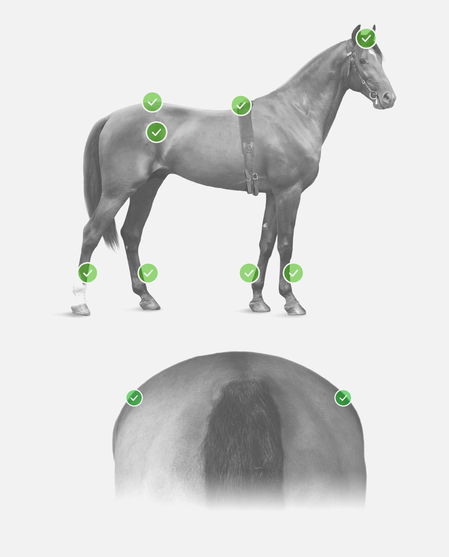 Equi-Pro® - the mobile gait analysis system for Equine Professionals