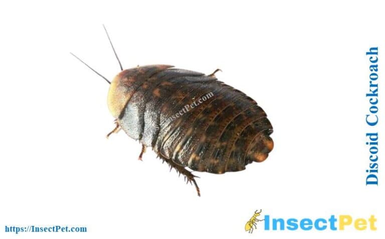 Discoid Roaches (Blaberus discoidalis) - Identification, Uses, Breeding ...