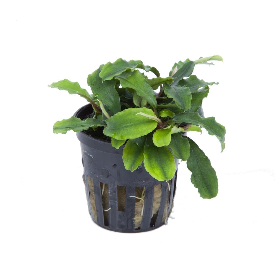 Bucephalandra Wavy Green ' Bukit Kelam' Online | Aquarium plants UK ...