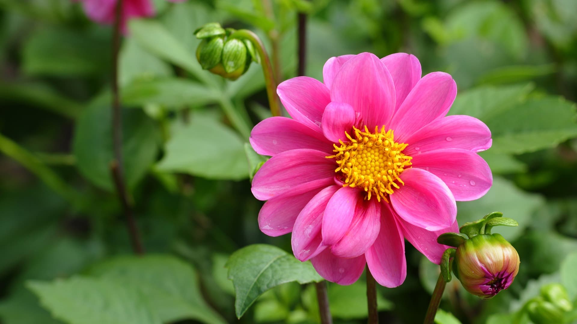 Free photo: Beautiful natural flower - Beautiful, Bloom, Blossom - Free ...