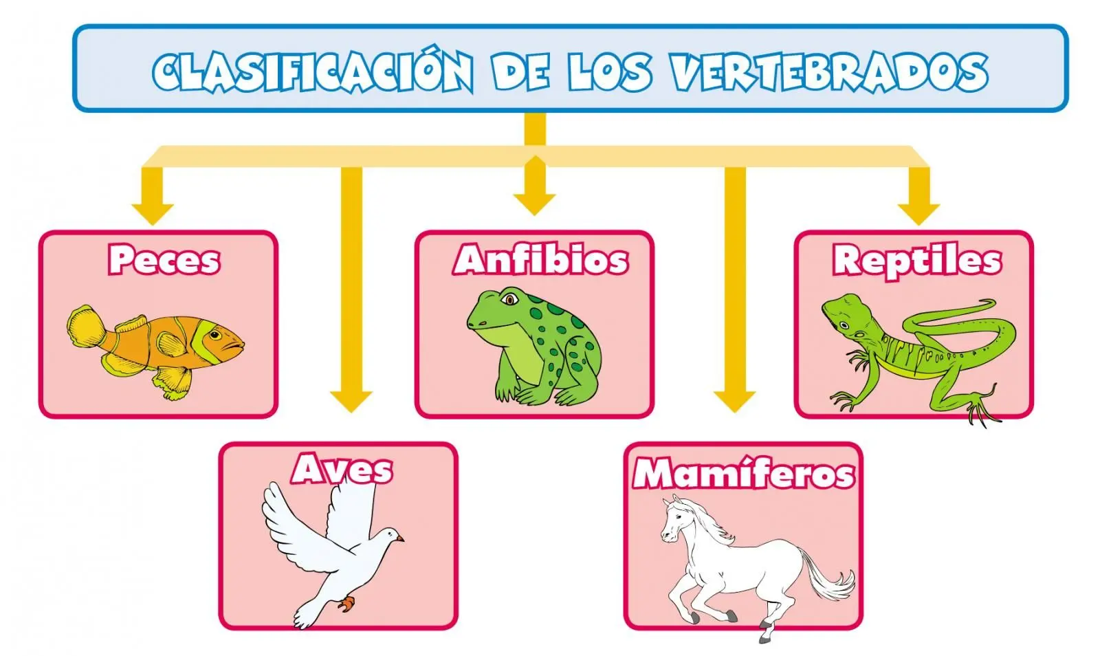 Características De Peces, Anfibios, Reptiles, Aves Y Mamíferos | Loros ...
