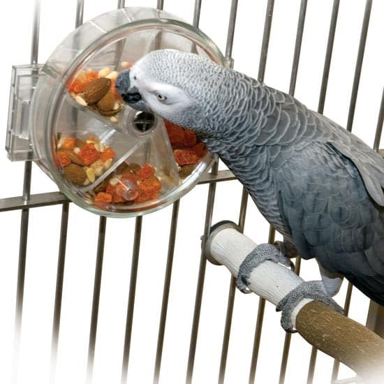 Creative Foraging Systems What The Experts Say - Northern Parrots