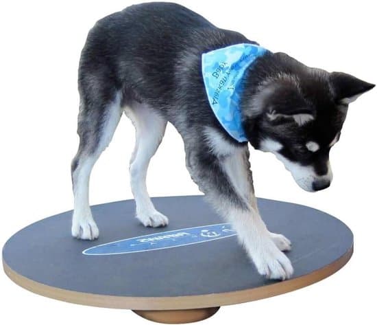 Company of Animals Canine Gym Balance Board