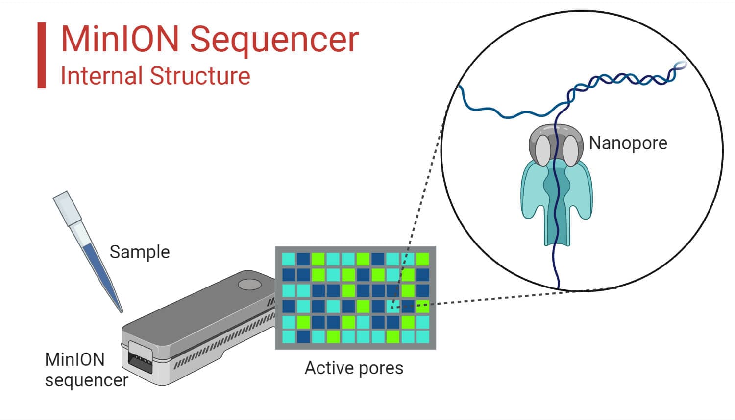 Oxford Nanopore MinION Mk1D