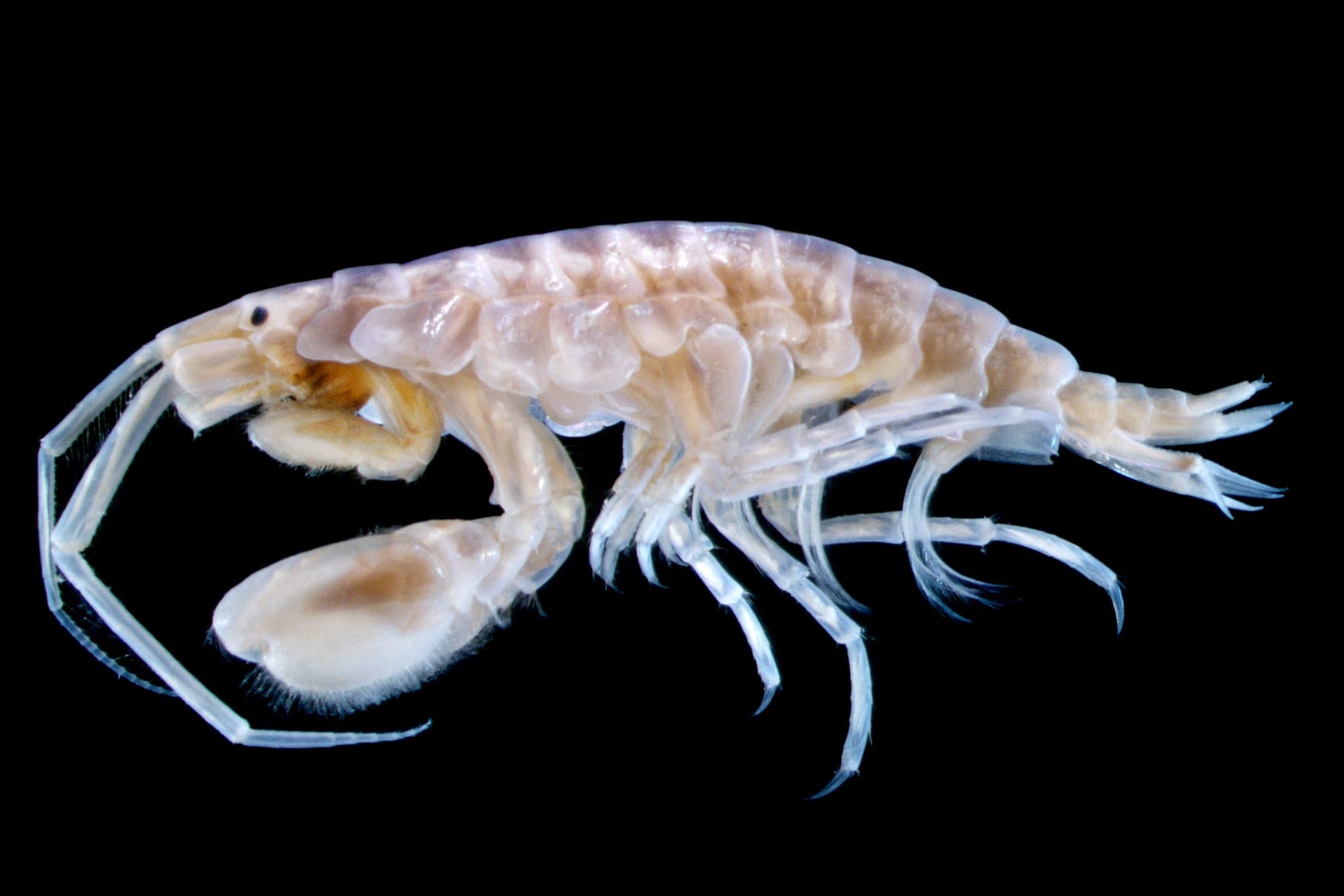 Amphipod