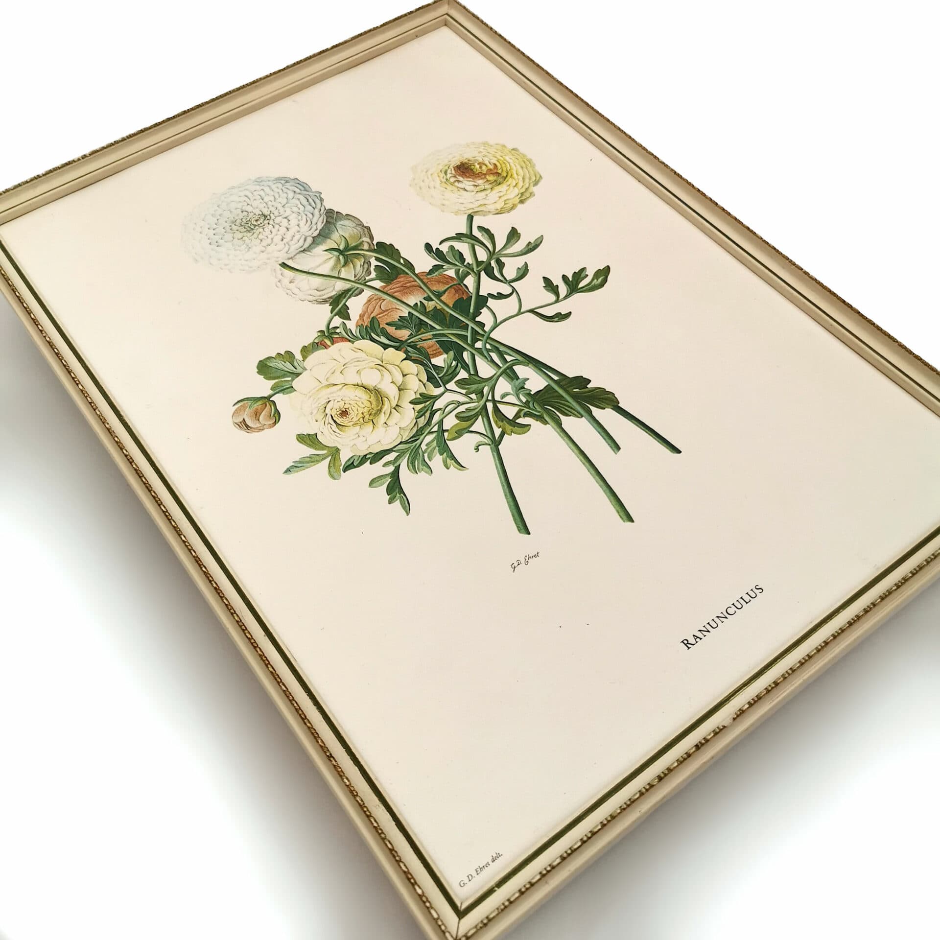 Vintage Framed Botanical Print – Needful Things Online