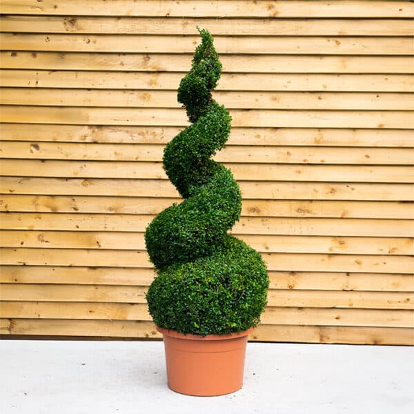Buxus Spiral - Orchard Nurseries, Selby