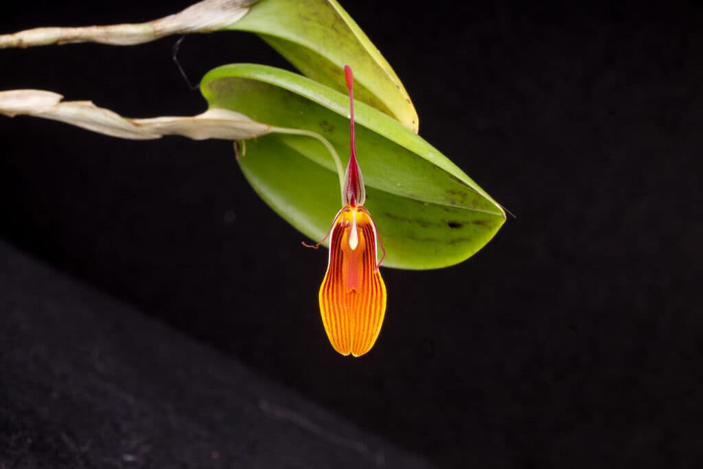 Restrepia antennifera – Orchidee.de