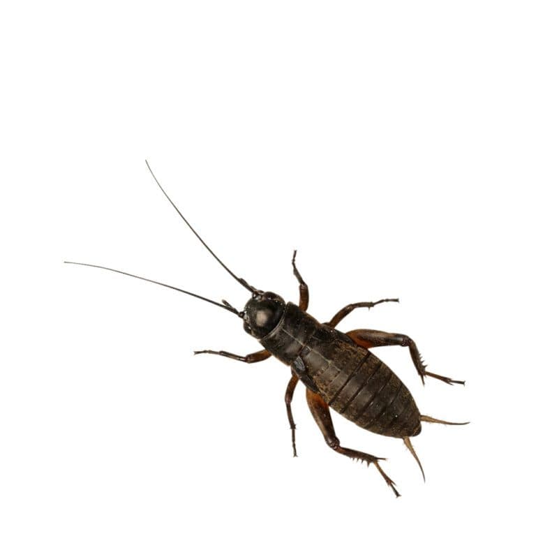 Peregrine Livefoods | UK's leading Reptile Wholesaler