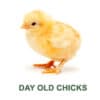 Livefood UK Frozen Day Old Chicks