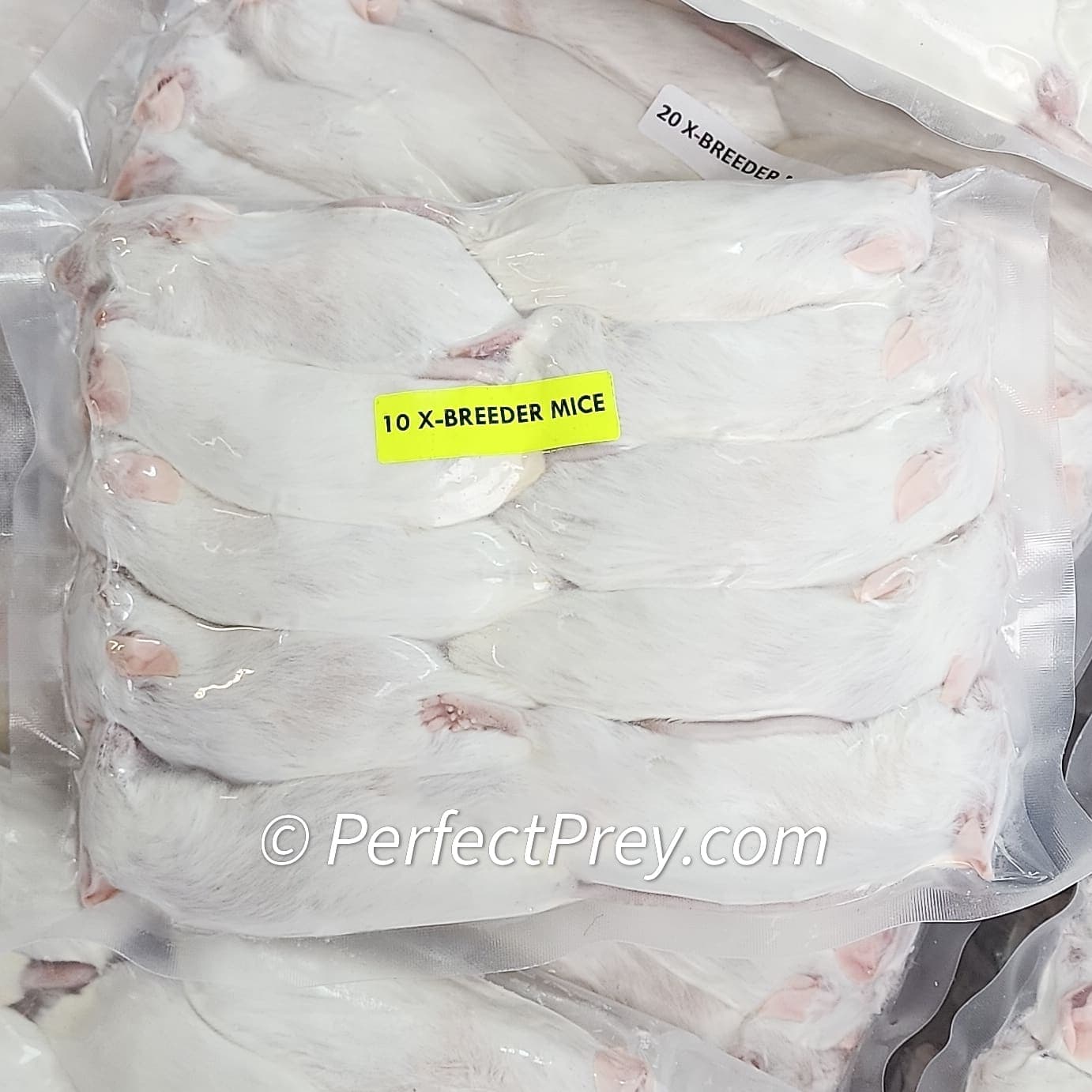 Frozen Mice - Perfect For Feeding Snakes & Carnivorous Pets.