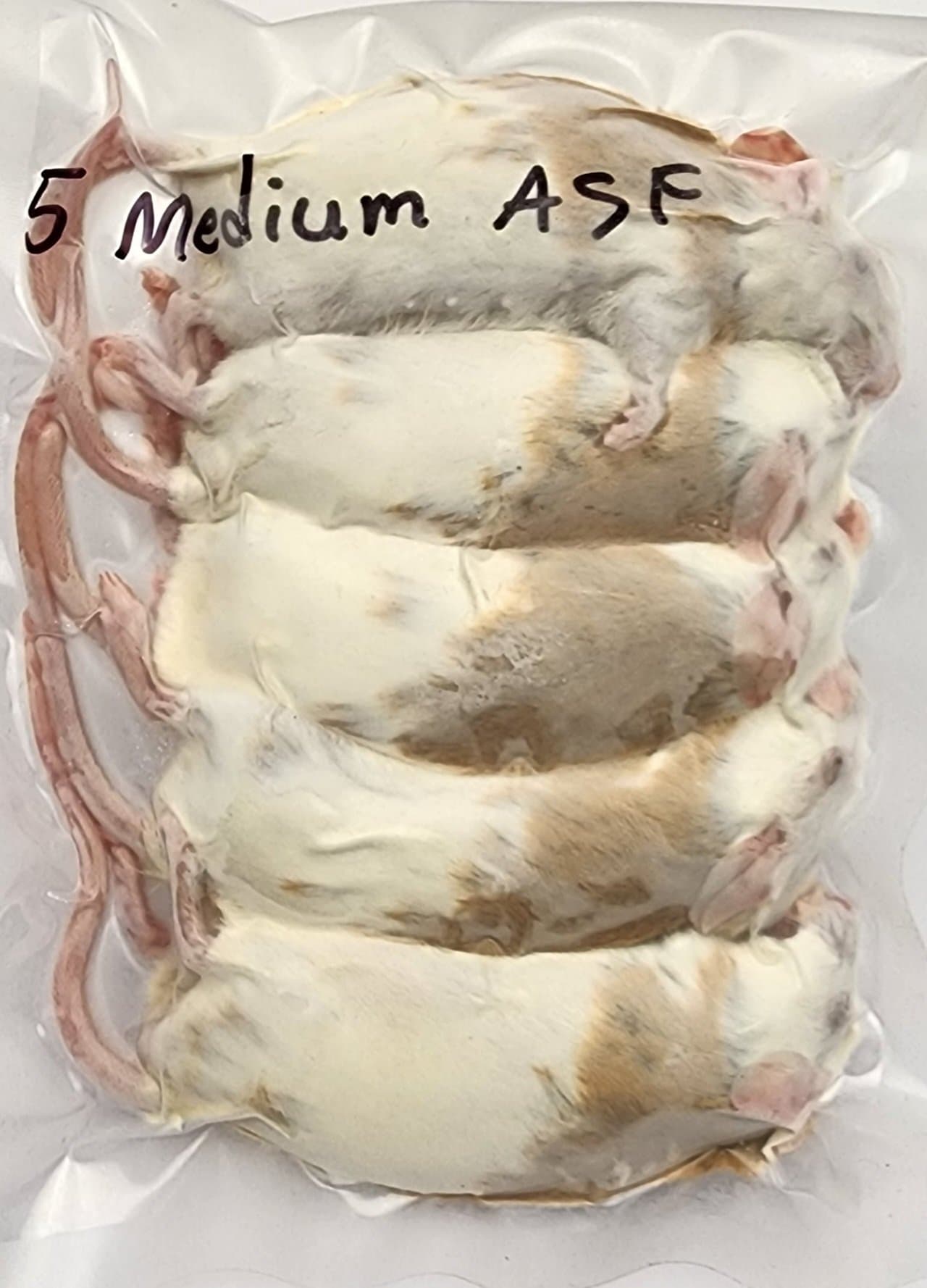 Frozen ASFs / African Soft-fur Rats