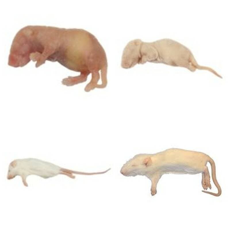 Monkfield Frozen Mice and Rats - Pet Food Shop Heathfield