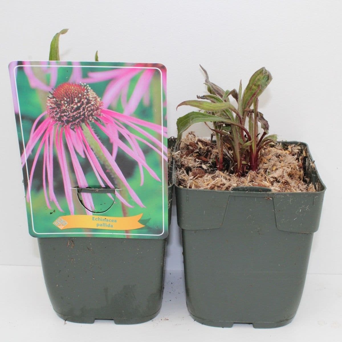 Echinacea pallida Potted Plant by Thompson & Morgan