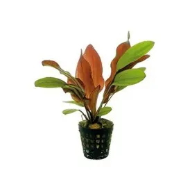 Echinodorus Red Flame