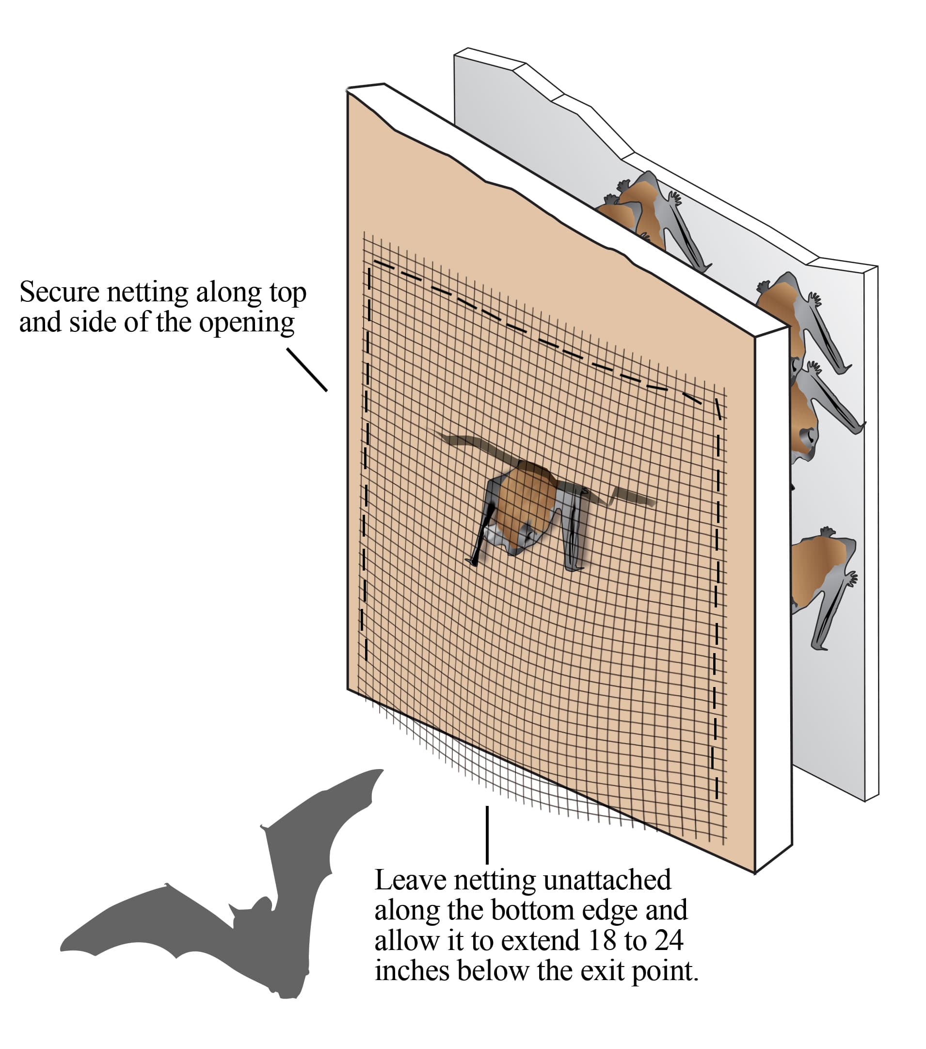 L-202: Bats in Buildings: Proper Exclusion Techniques in New Mexico ...