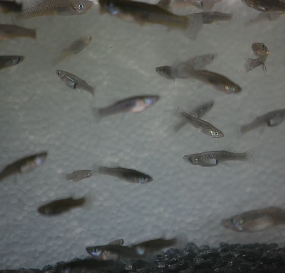 Mosquito Fish - Gambusia holbrooki - No Shipping to AK, CO, MN, NY, PA ...