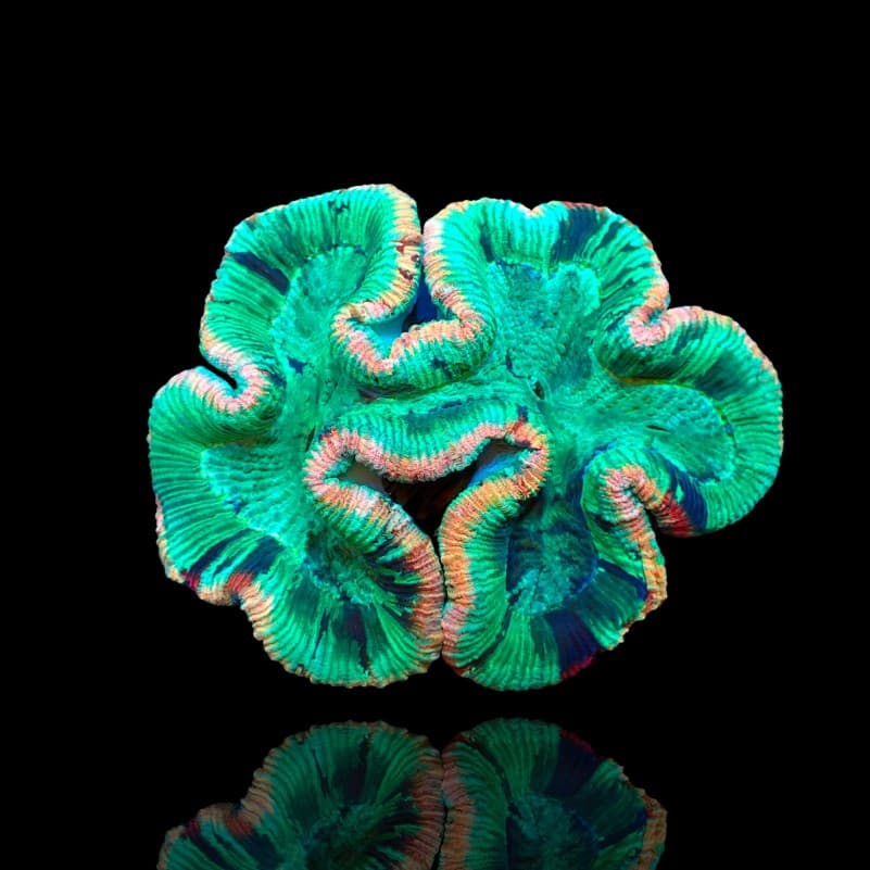 Trachyphyllia Geoffroyi - Brain Coral - A grade Australie