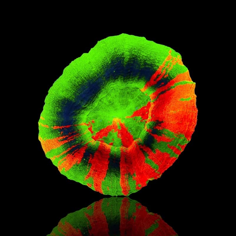 Scolymia - Doughnut Coral - Ultra assorted Australia