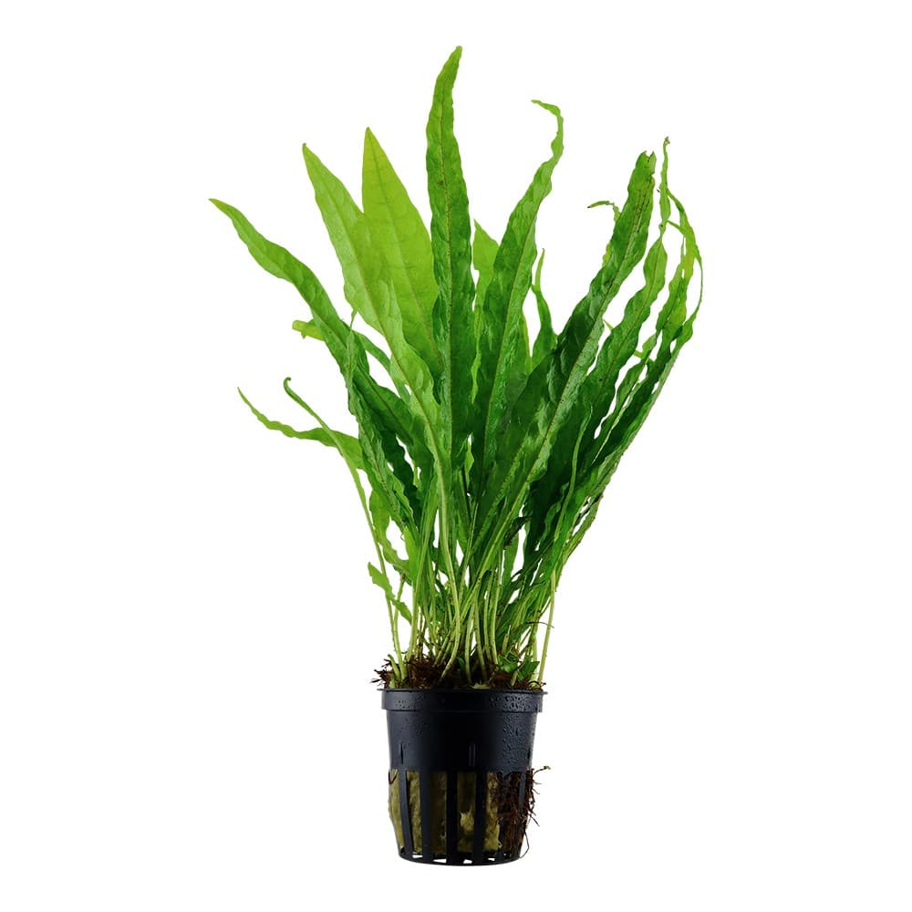 Microsorum Pteropus - "Java Fern" (Dennerle) - Saturn Shrimp