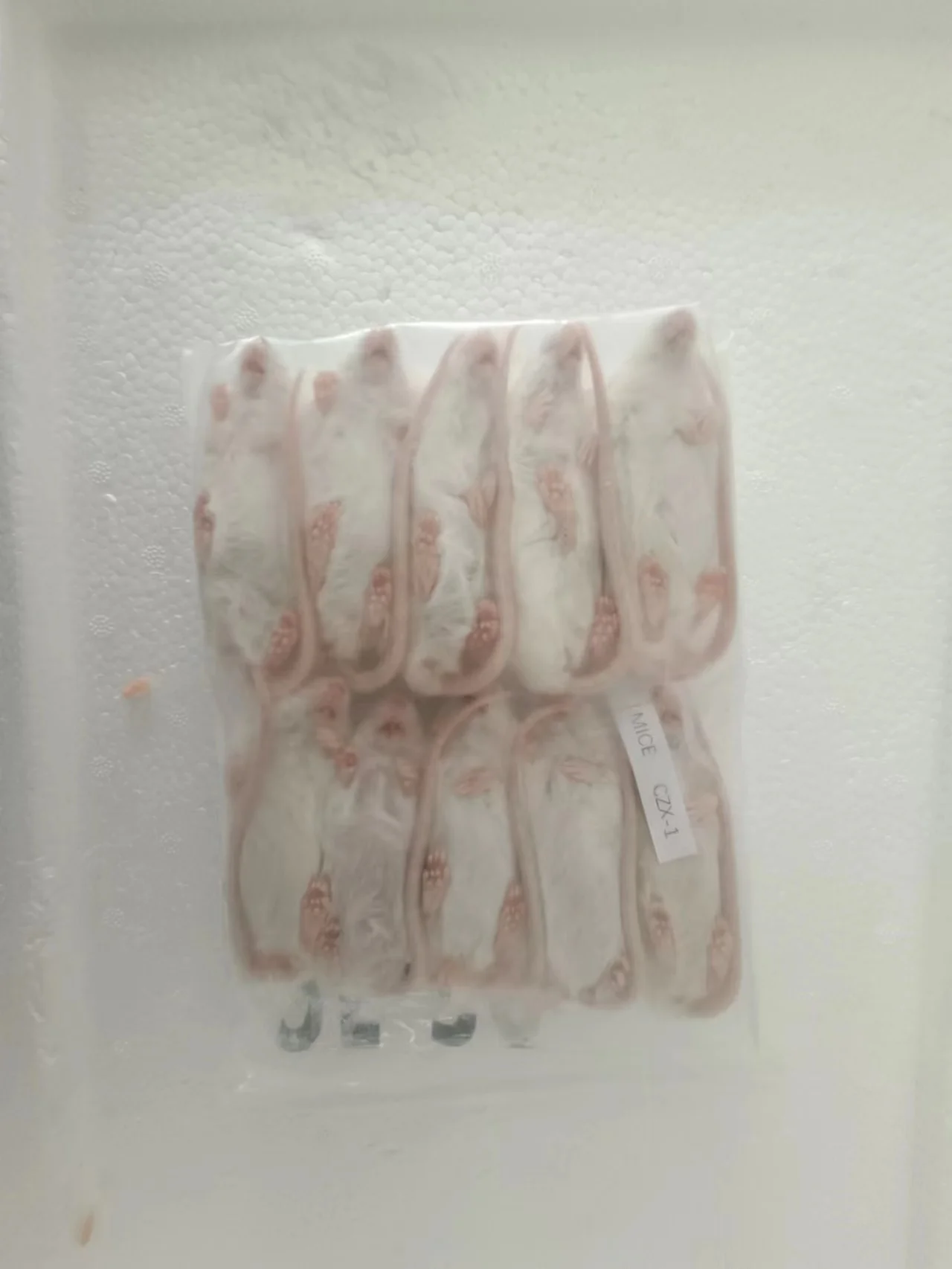 Frozen Mice Frozen Rats Frozen Mouse Mice Rats Mouse Rat - Buy Frozen ...