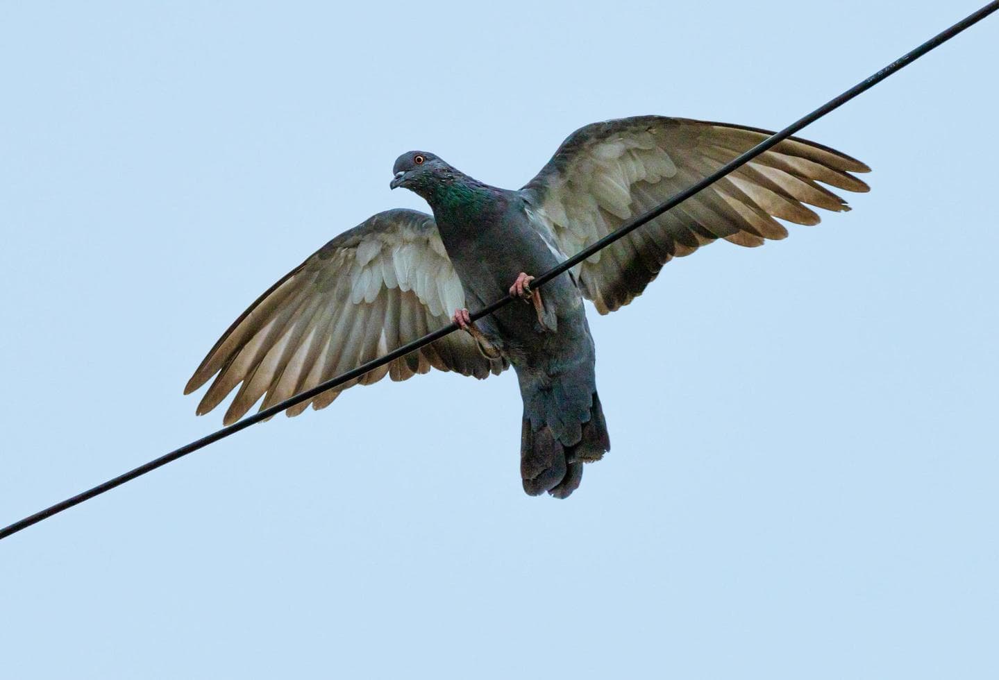Jones and Son Pigeon Wire Kit