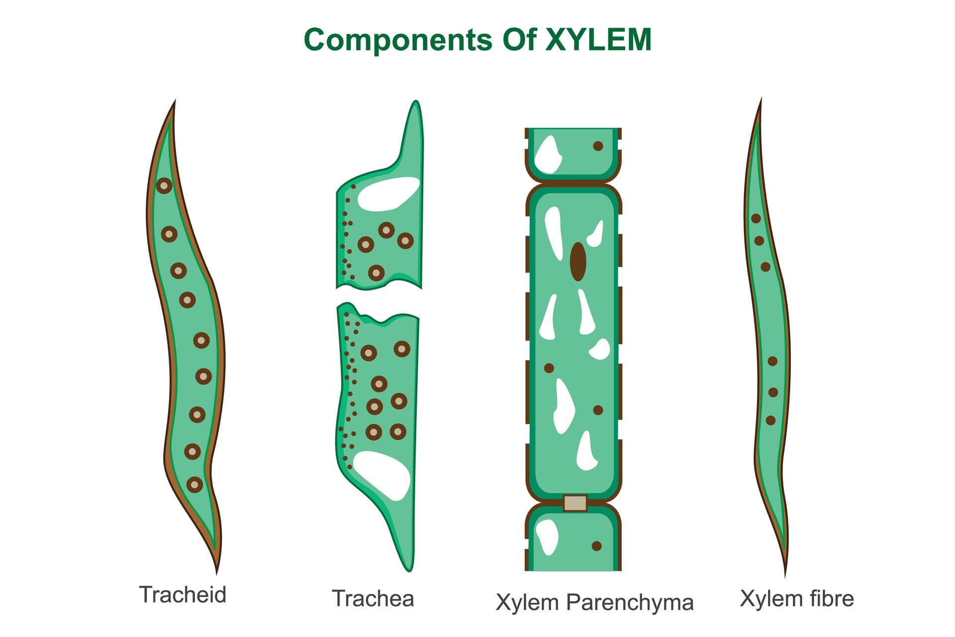 Xylem Enhance