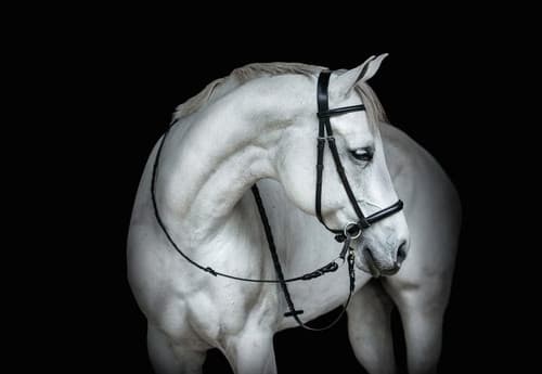 Dr Cooks Leather Cross-Under Bitless Bridle | happyhorsesbitless