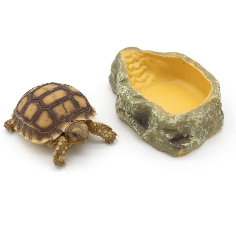 Shallow Reptile Water Dish Reptile Food And Water Dish - Shallow ...