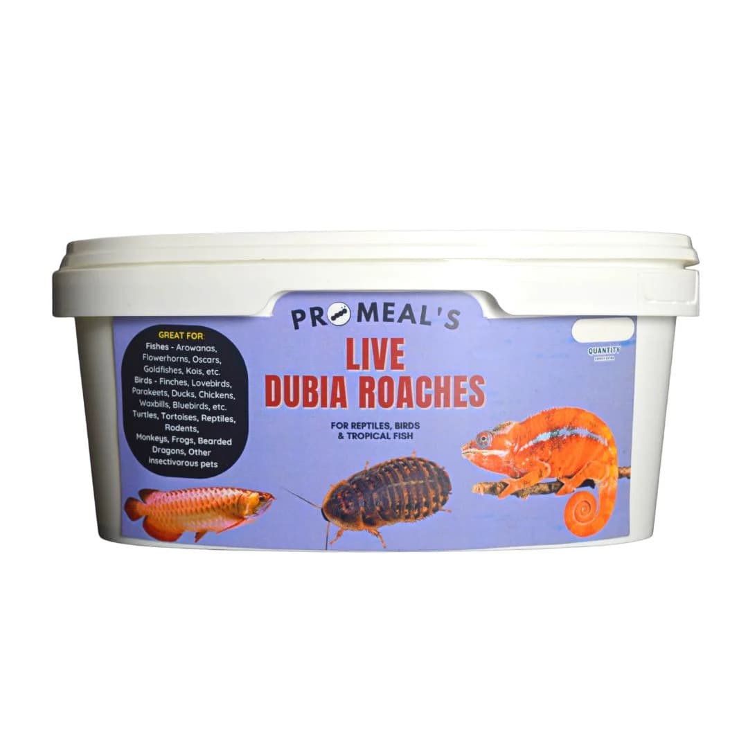 Promeal Live Dubia Roaches - High Protein Treat Food For Aquarium ...