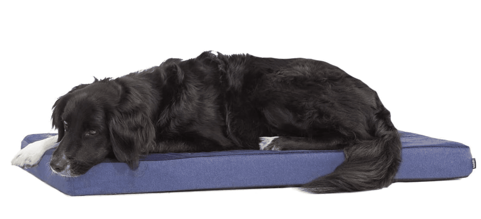 10 Useful and Amazing Travel Beds for Dogs