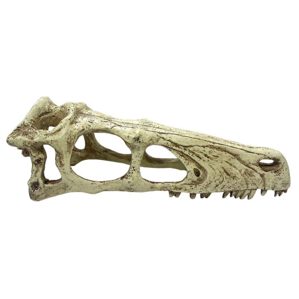 Komodo Raptor Skull Reptile Cave - Underground Reptiles