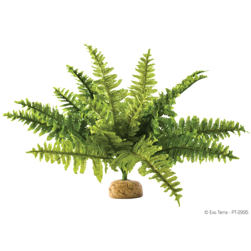Exo Terra Rainforest Plant - Boston Fern - Underground Reptiles