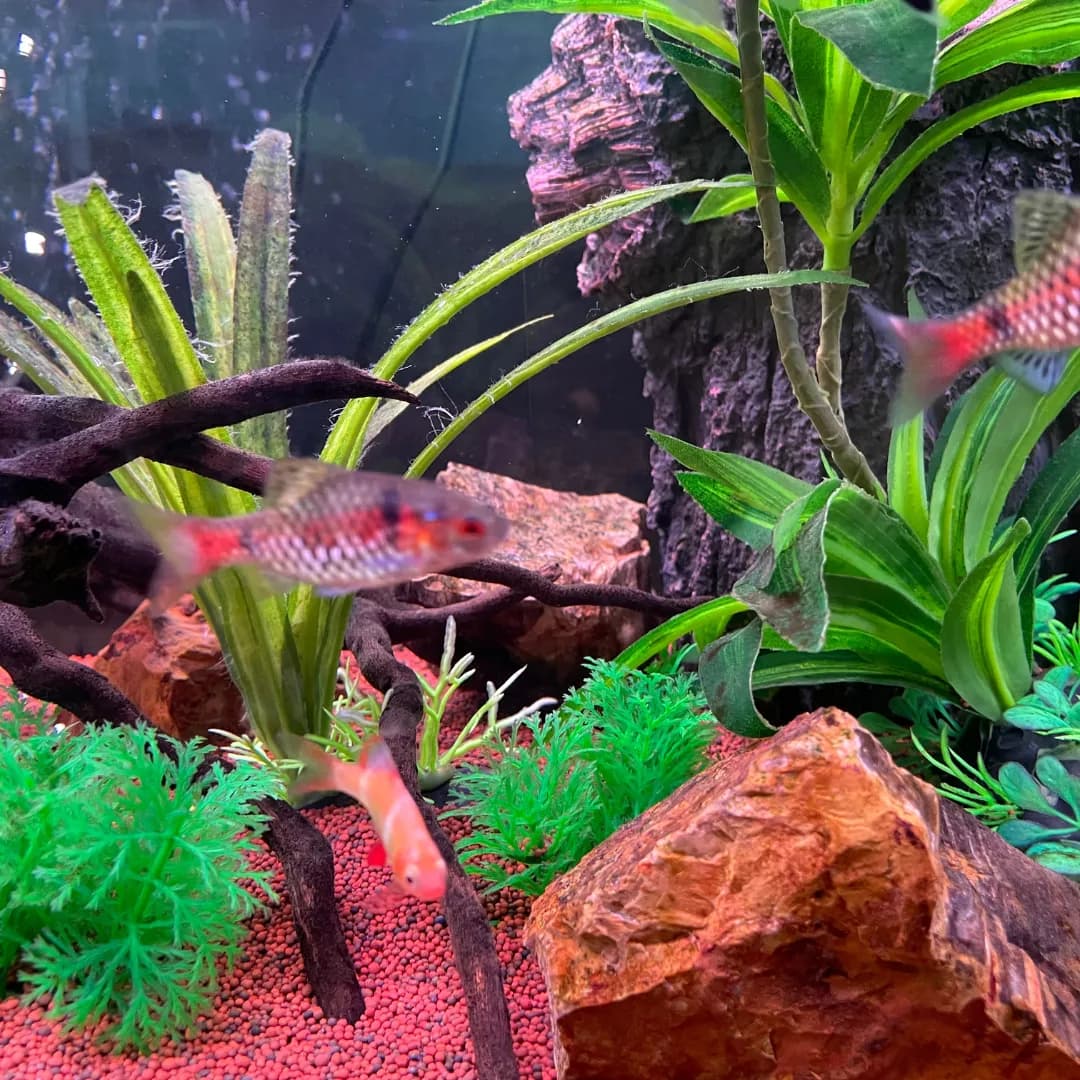 Aquarium Plant Substrate | Large Variety To Suit All Fish Tanks