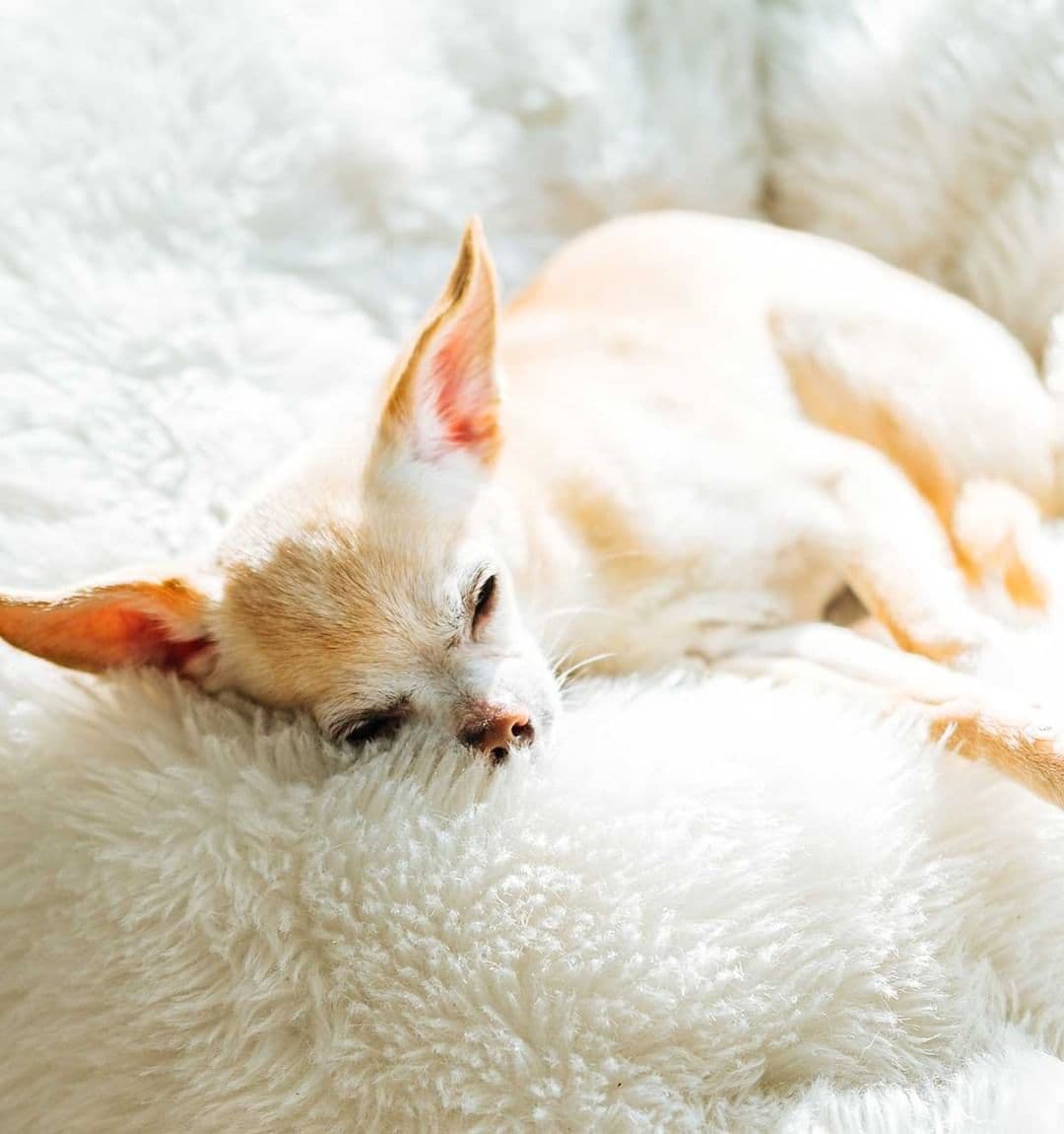 Nutracalm for Dogs Review (2023) - Cur…