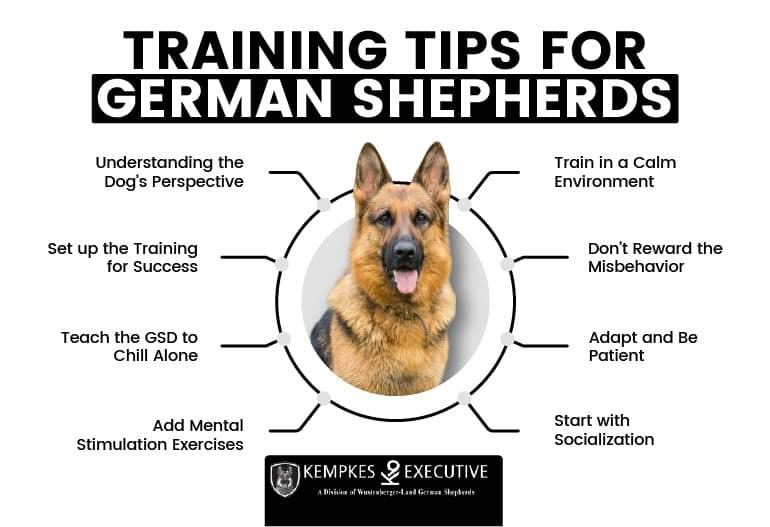 8 Best German Shepherd Training Tips for a Well-behaved Dog