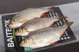 Sea Breeze Frozen Roach 4/Pack - Anglers Curse