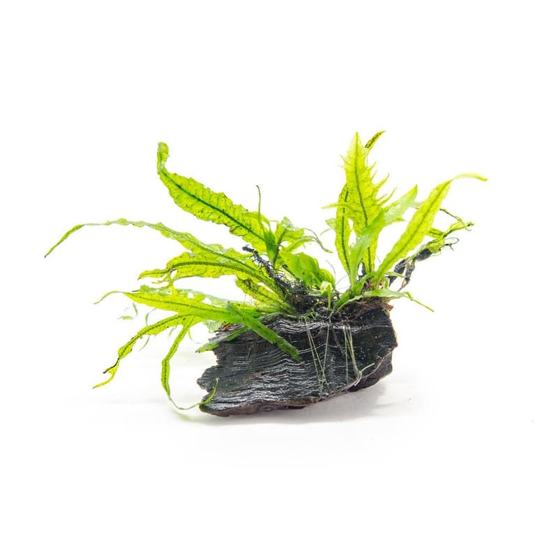Narrow Leaf Java Fern (Microsorum pteropus) on 3+ inch Driftwood ...